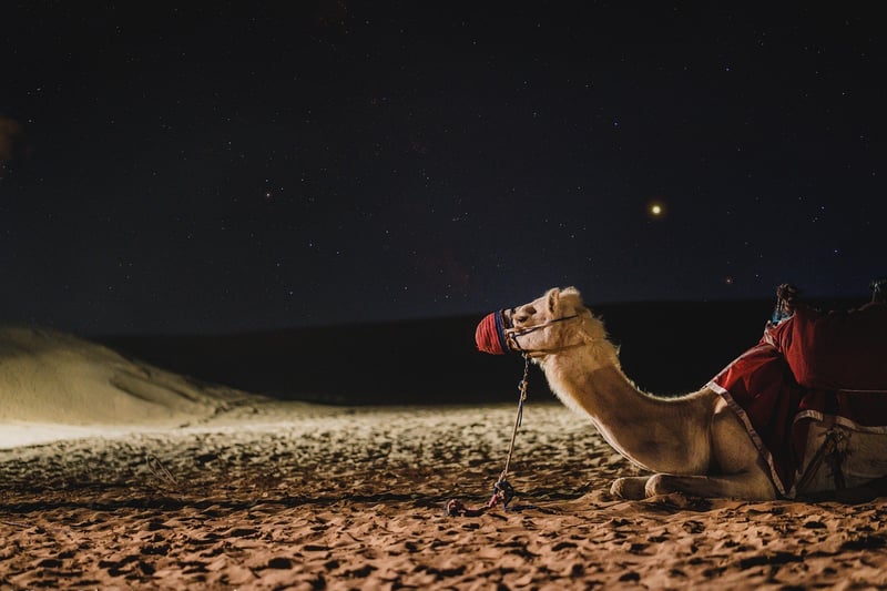 Camel Riding in the Desert
